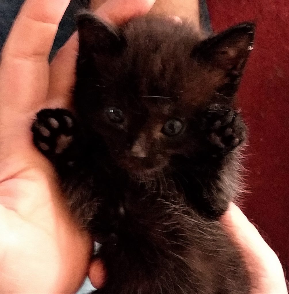 Catscue – Pet Rescue and Animal Advocacy